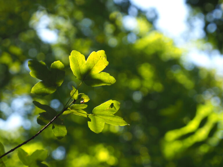 Photo de feuilles d'arbres baignées de lumière